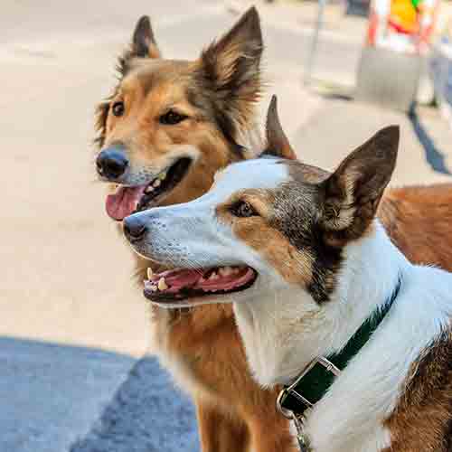 Two alert dogs portrait
